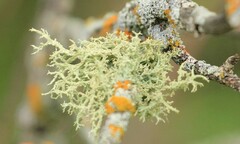 Evernia