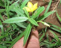 Talinum caffrum