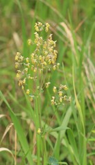 Thalictrum dasycarpum