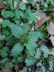 Urtica urens