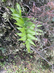 Acrostichum danaeifolium
