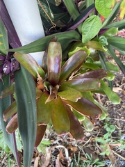 Bromelioideae