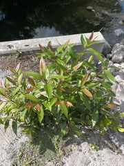 Syzygium cumini