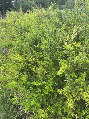 Myrtus communis