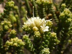 Macrostylis hirta