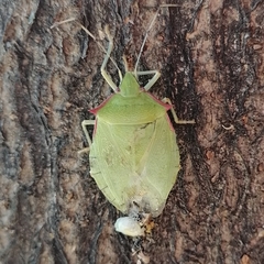 Chlorocoris distinctus