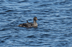 Somateria spectabilis