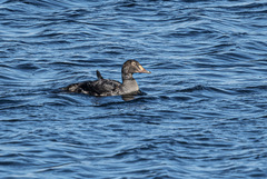 Somateria spectabilis