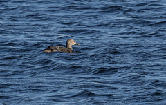 Somateria spectabilis