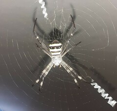 Argiope aetherea