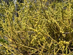 Misodendrum punctulatum