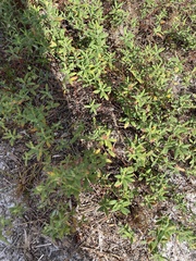 Crocanthemum corymbosum