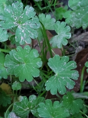Geranium molle
