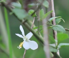 Hibiscus meyeri
