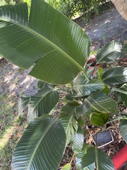 Ficus elastica