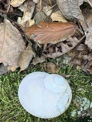 Zachrysia provisoria