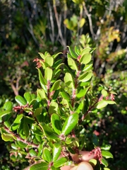 Arctostaphylos nummularia