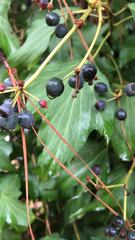 Hedera canariensis