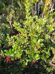Arctostaphylos nummularia