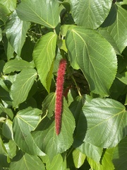 Acalypha arvensis
