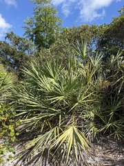 Serenoa repens
