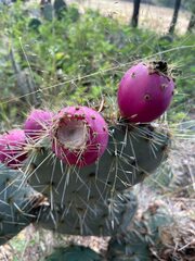 Opuntia lagunae