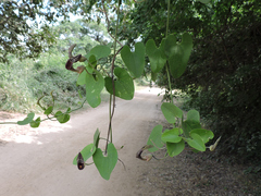 Aristolochia carterae
