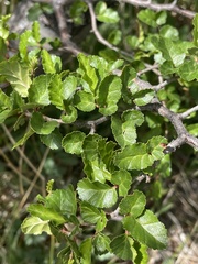 Nothofagus antarctica