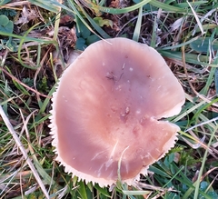 Cuphophyllus colemannianus