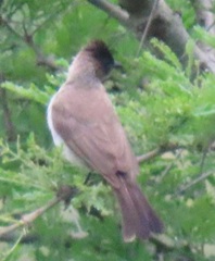 Pycnonotus barbatus layardi