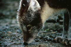 Vulpes lagopus