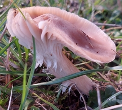 Cuphophyllus colemannianus