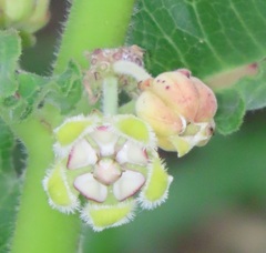 Xysmalobium undulatum