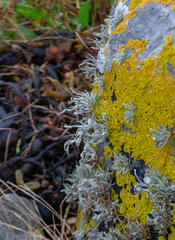 Ramalina siliquosa