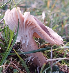 Cuphophyllus colemannianus