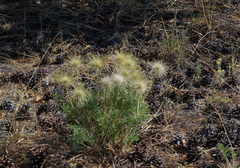 Pulsatilla turczaninovii