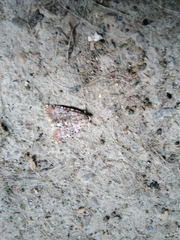 Bryophila domestica