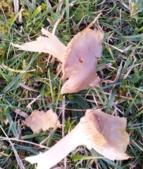 Cuphophyllus colemannianus