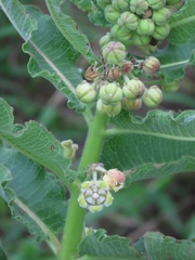 Xysmalobium undulatum