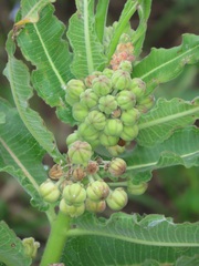 Xysmalobium undulatum