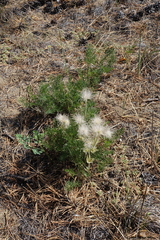Pulsatilla turczaninovii