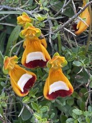 Calceolaria uniflora