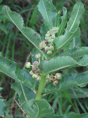 Xysmalobium undulatum