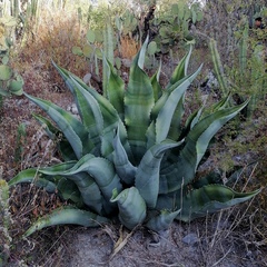 Agave marmorata