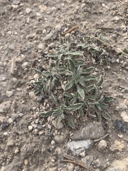 Xanthisma grindelioides