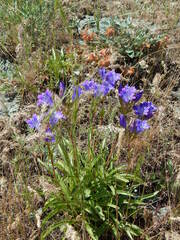 Gentiana olivieri