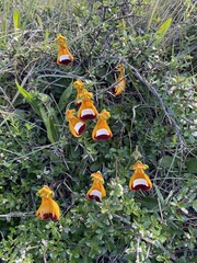 Calceolaria uniflora