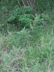 Xysmalobium undulatum