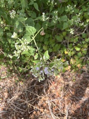 Eupatorieae
