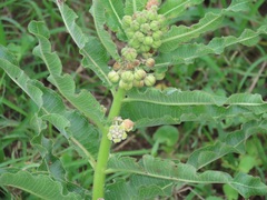 Xysmalobium undulatum